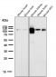 Anti-ACE2 Rabbit Monoclonal Antibody